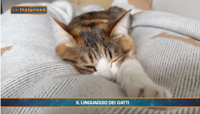 PetNews Magazine. - Il linguaggio dei gatti (video)