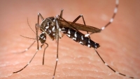 Zanzara tigre, caso di Dengue confermato: disinfestazioni per tre notti