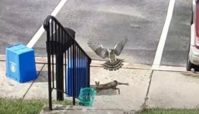 Il falco manca la preda, la scena ripresa dalla telecamera di sicurezza (video)
