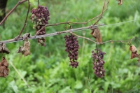 Cara vendemmia quanto mi costi!