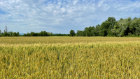 Cereali e dintorni. Incertezza e confusione.