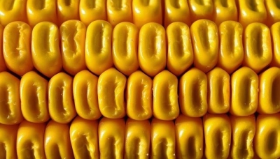 OGM con un solo click