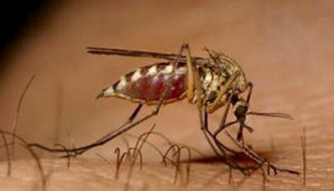 Zanzara killer, nuovi casi in pianura padana