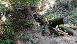 Passeggiata nei Boschi di Carrega... Foto