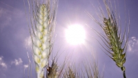 Origine obbligatoria in etichetta per grano e pasta.