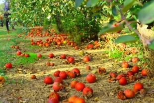 L&#039;irrigazione intelligente riduce gli sprechi di alimenti in campo