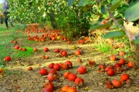 L'irrigazione intelligente riduce gli sprechi di alimenti in campo