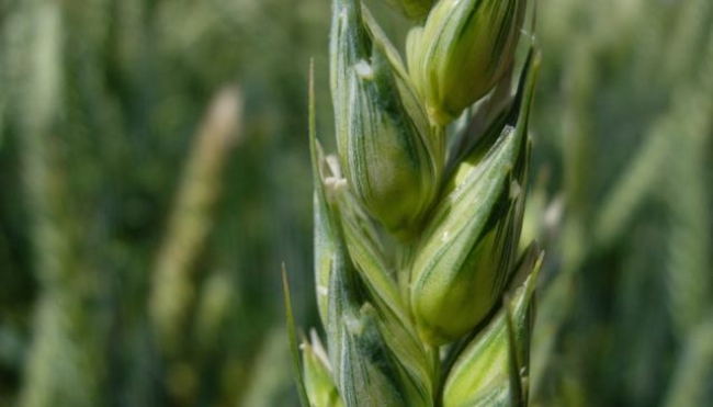 Cereali, mercati volatili