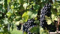 All&#039;insegna dell&#039;EXPO il Concorso enologico &quot;Matilde di Canossa - Terre di lambrusco&quot;