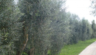Ismea, record dell&#039;import di olio di oliva nel 2014
