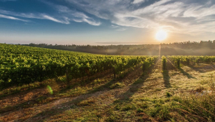 Tutte le opportunità per chi decide di acquistare un’azienda vitivinicola