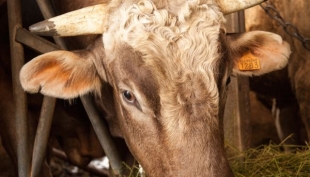 Lattiero caseari. Prosegue il crollo del latte e del burro.