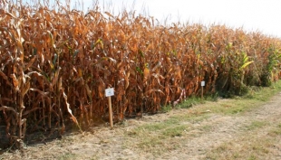 Cereali e dintorni. I fondi danno segni di voler raccogliere