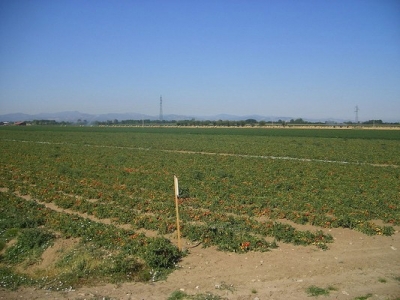 Agricoltura, 5,2 milioni di euro per finanziare l&#039;ammodernamento delle aziende agricole