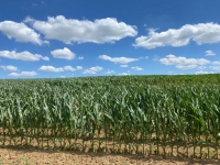 Cereali e dintorni. Internazionale in calo e interno nel caos