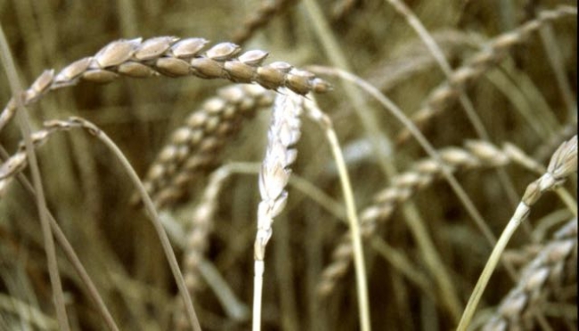 Effetto soia, frumento in rialzo