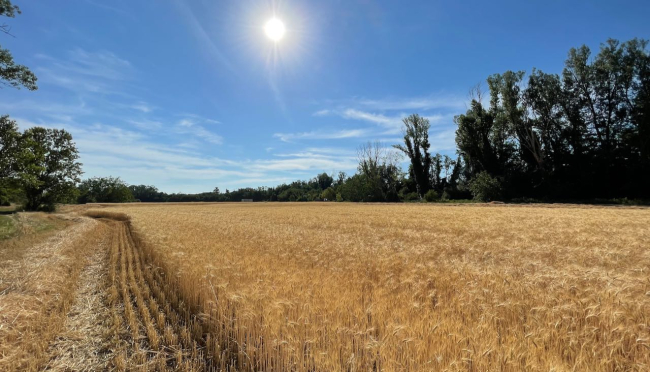 Cereali e dintorni”. Verso una svolta del mercato.