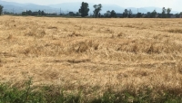 Cereali penalizzati dal meteo (-20%)