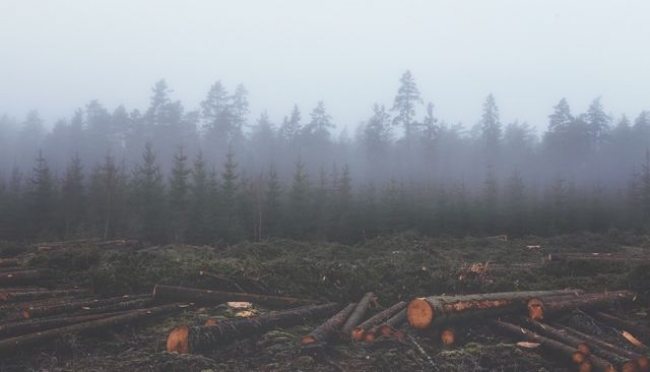Deforestazione, stop entro il 2030.