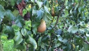 Siccità. Cooperative Preoccupate &quot;A rischio frutta e vendemmia , meno burocrazia&quot;