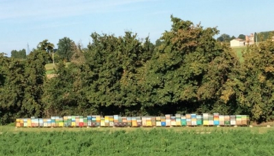 Miele, 467 mila euro per gli apicoltori dell&#039;Emilia-Romagna