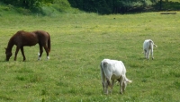 Alimentare. Spesa &quot;green&quot;, +65% dal 2007