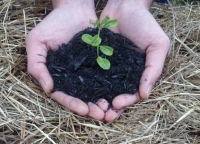 Il biochar un’opportunità per il settore agricolo ed energetico