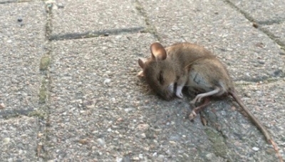 Anche i topi si suicidano, lo strano caso di suicidi di massa in Olanda.