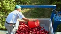 Agricoltura. Ok a Programma di educazione alimentare: stop sprechi e prodotti bio in scuole