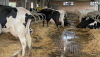 Agricoltori Olandesi: Una protesta contro la carne sintetica
