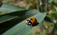 Coccinella su foglia di mais