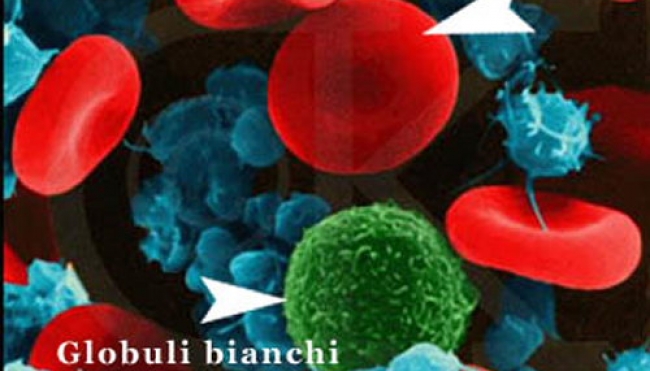 West Nile Virus: dall&#039;Emilia Romagna le immunoglobline per la terapia