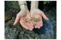 Progetto Life Claw per la conservazione del gambero di fiume italiano