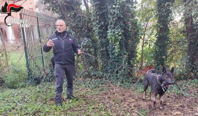 Lotta alla droga: carabinieri nelle scuole, con l’impiego di  unita’ cinofile per controlli e prevenzione.