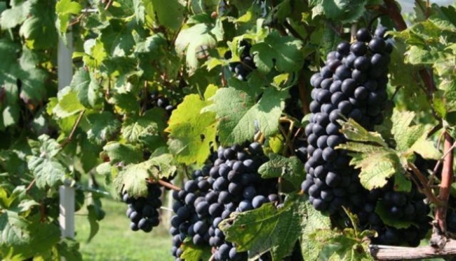 Cantina di Carpi-Sorbara tra le prime cento aziende vitivinicole d&#039;Italia