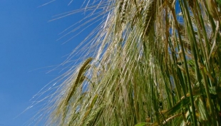 Pala Meccanica in azienda agricola con Biogas