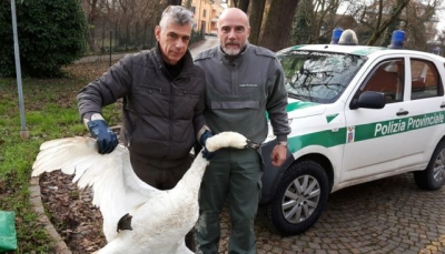 Cigno trovato morto nel torrente a Pieve Modolena