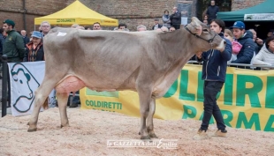 Lattiero caseari. Vola il latte spot.