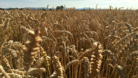 Cereali e dintorni. I Fondi entrano nei nostri mercati