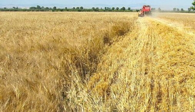 Eccellenza made in Italy: grano duro dell&#039;Emilia-Romagna alla Barilla
