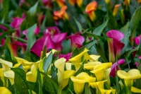 Carpinfiore festeggia i 30 anni con tutti i profumi e i colori della primavera