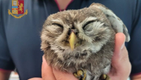 Agenti della Polizia di Stato salvano un rapace notturno investito in autostrada.