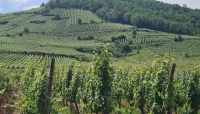 Agricoltura. Aumentano i vigneti in Emilia-Romagna, autorizzati dalla Regione oltre 520 nuovi ettari coltivati e accolte quasi 3mila domande