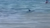 Squalo nuota a pochi metri dalla riva: paura tra i bagnanti sulla spiaggia. (video)
