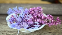 Cucinare con i fiori: quali scegliere e come gustarli