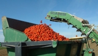 Pomodoro. L&#039;OI Nord Italia interviene sui mancati pagamenti agli agricoltori