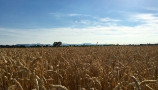 Cereali e dintorni. Speculazioni in atto?