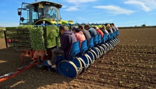 Migranti: regolarizzazione per i soli lavoratori agricoli