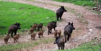 Ciclista investita da un cinghiale. Clavicola fratturata e costole rotte