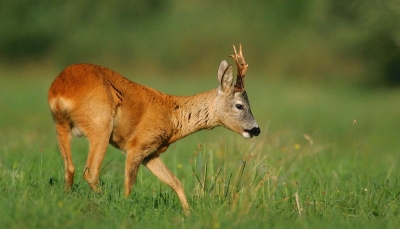 Preso il &quot;capriolo della tangenziale&quot;, da quattro anni viveva a Modena